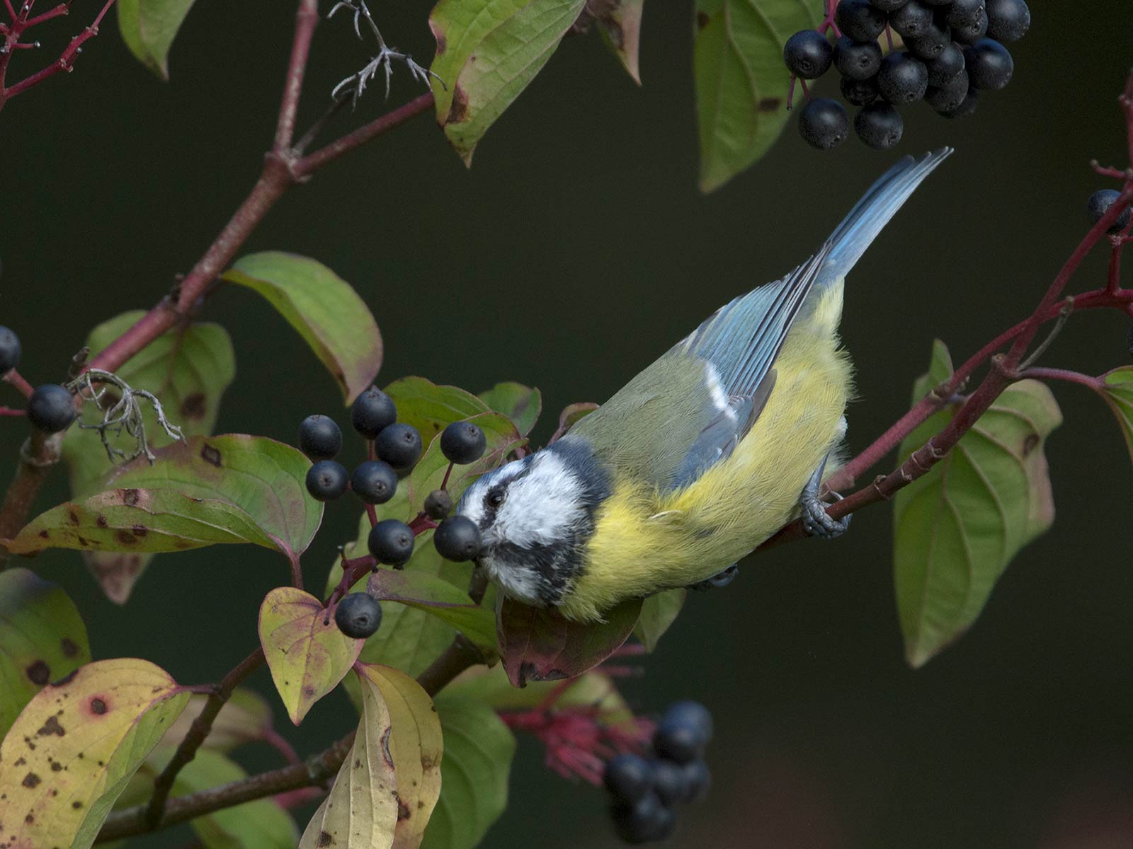 Blaumeise schnabuliert am Hartriegel
