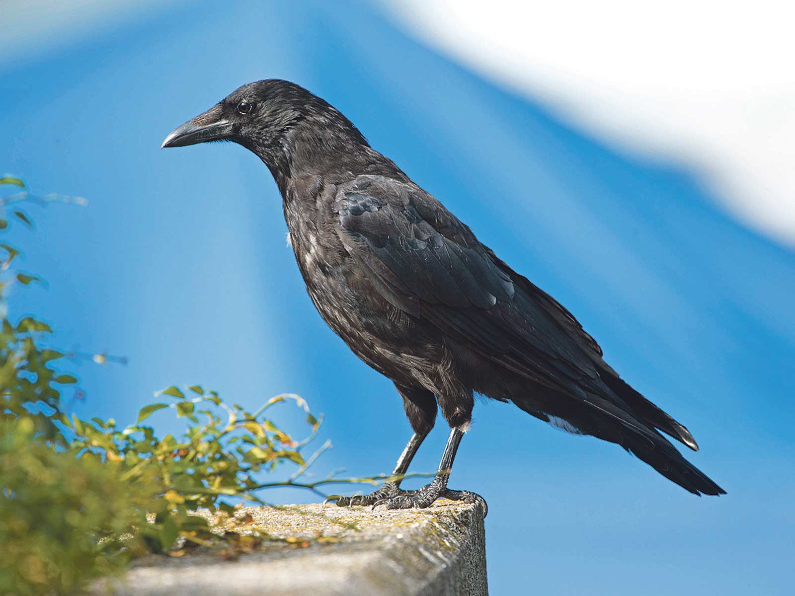 Rabenvögel Rabenvögel