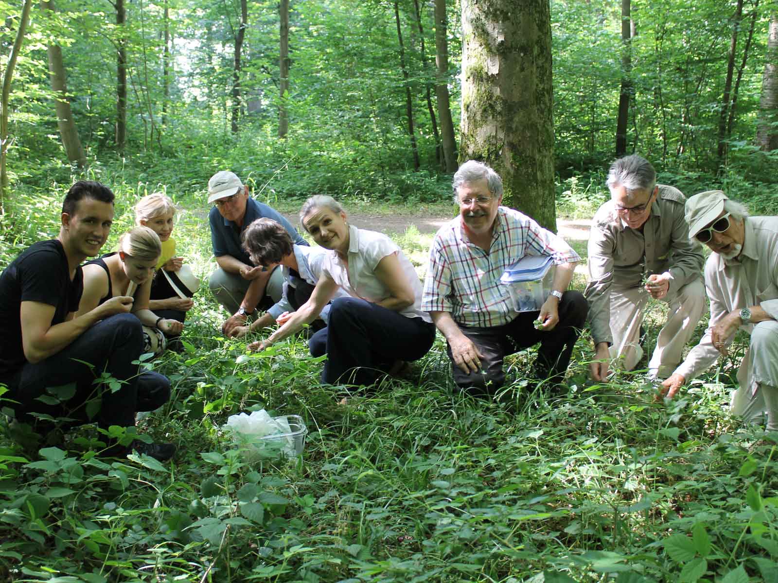 Höngger.ch | Auf Knien nach wilden Kräutern und Walderdbeeren gesucht