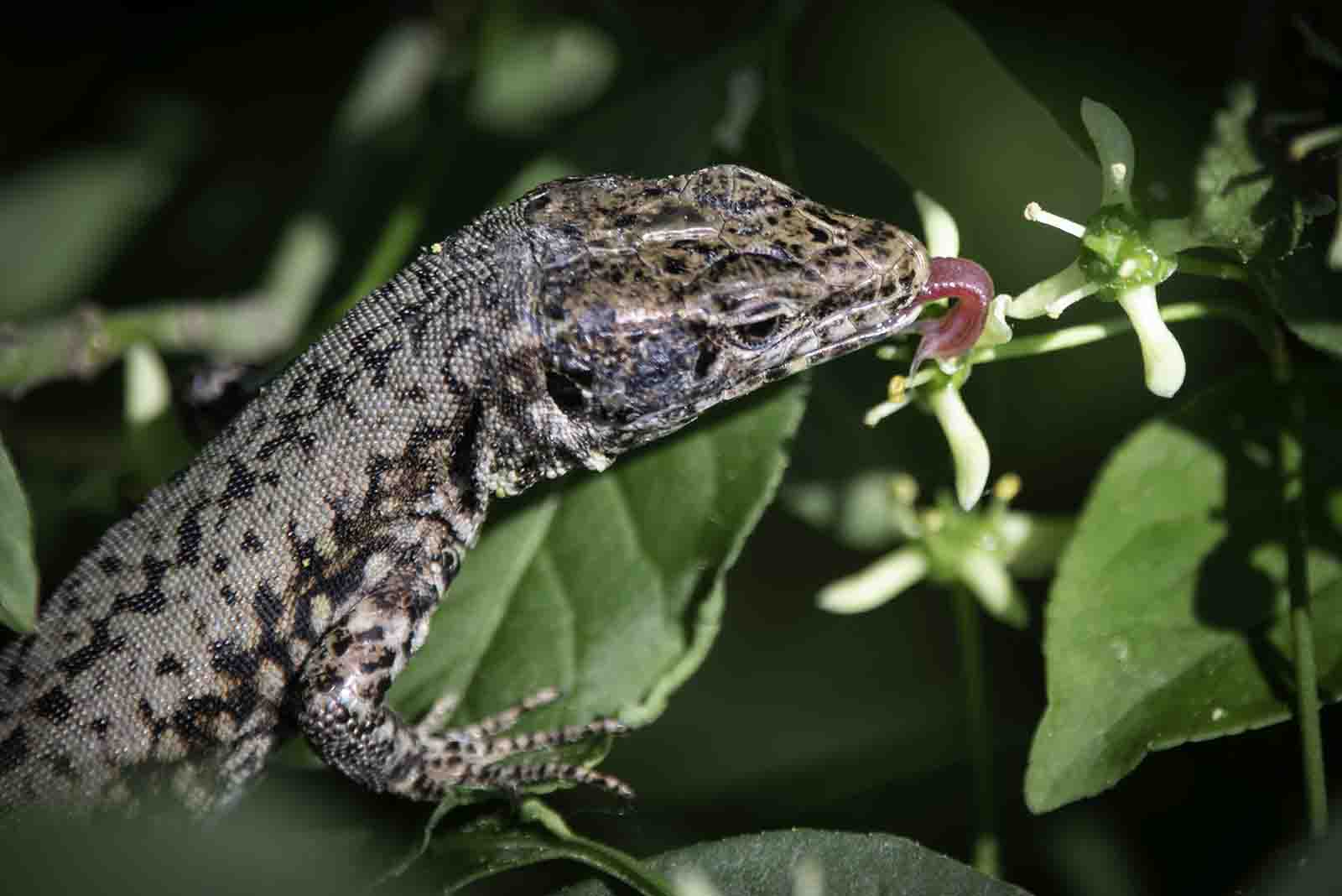 Mit seiner gespaltenen Zunge leckt dieses Mauereidechsenweibchen genüsslich Nektar aus der Blüte des Pfaffenkäppchens.