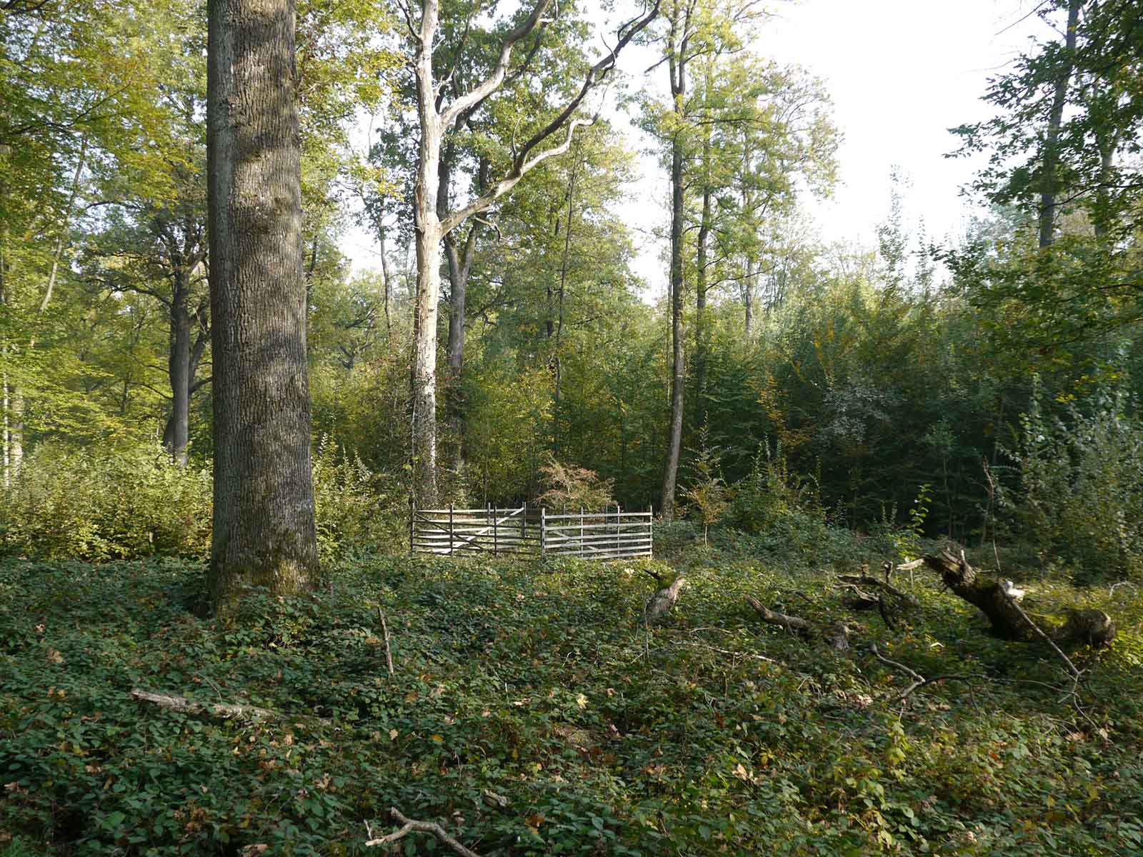 Rechts der Kappeliholzstrasse: Mittelwald heute, wie er auch seit dem 13. Jahrhundert bewirtschaftet wurde. Das «Oberholz», die grossen Bäume, lieferten das Bauholz, das Unterholz, die «Hauschicht» wurde 20 Jahre als «Stockschlag» zu Brennholz verarbeitet.