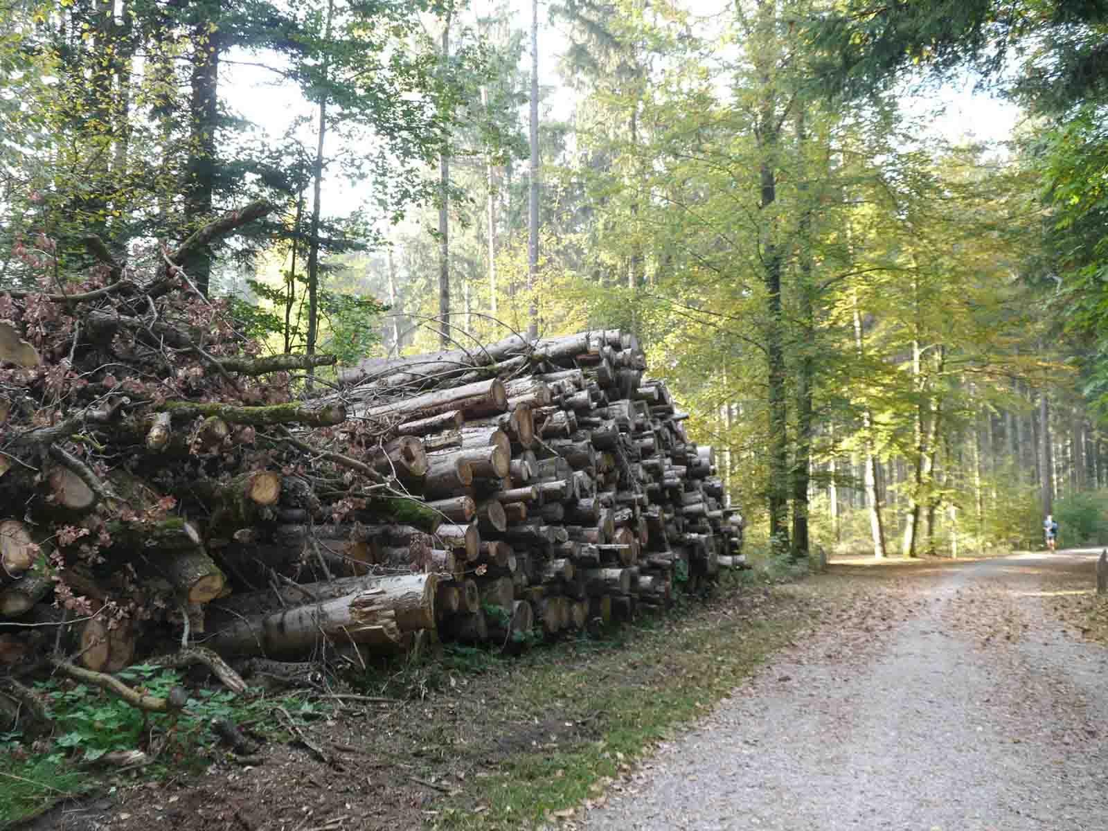 An der Grünwaldstrasse: Wer roden will, braucht eine Bewilligung und muss die gefällten Bäume wieder aufforsten.