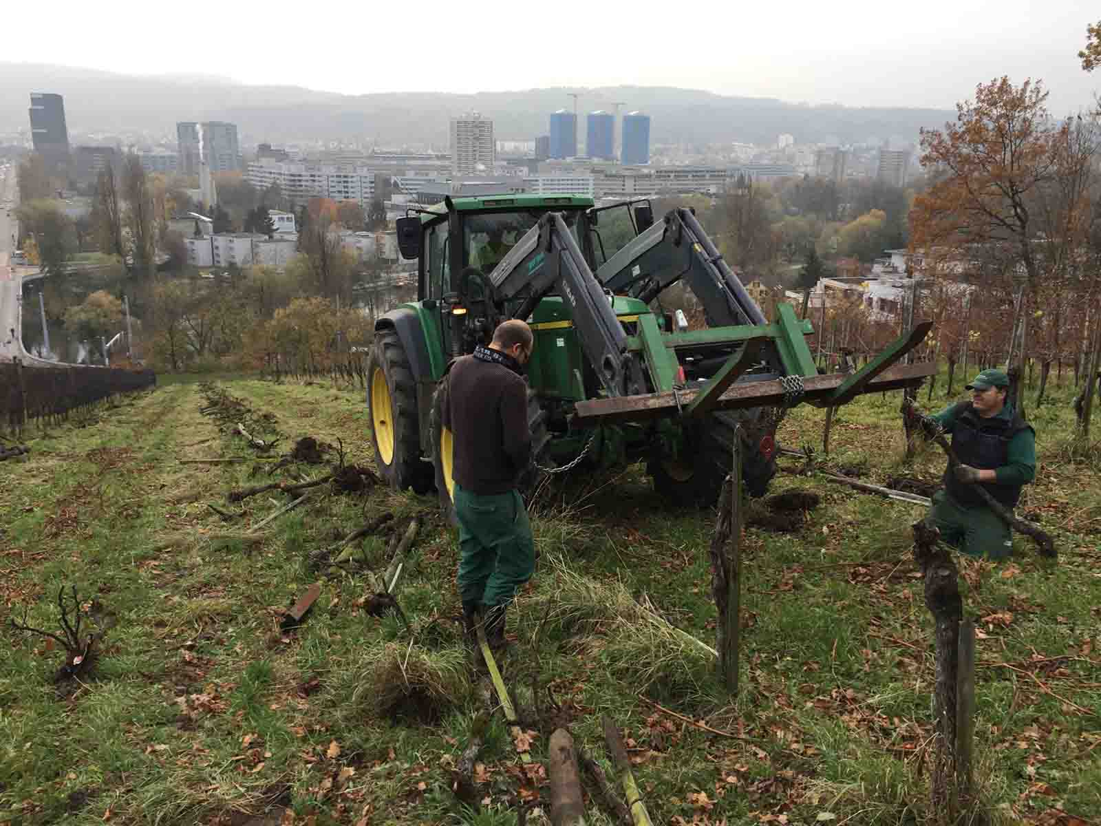 An der Arbeit im Chillesteig letzten November. So sieht es auch dieses Jahr wieder auf 30 Aren aus.