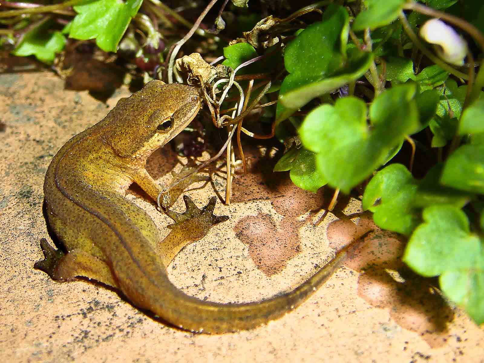 Der fadenförmige Schwanzfortsatz, von dem der Fadenmolch seinen Namen hat, und die in der Paarungszeit schwarzen Schwimmhäute der Hinterfüsse sind nur beim Männchen vorhanden.