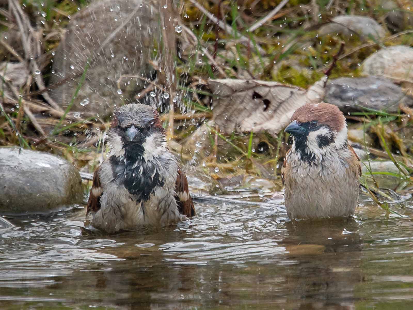 Nur Ein Spatz Hongger Ch