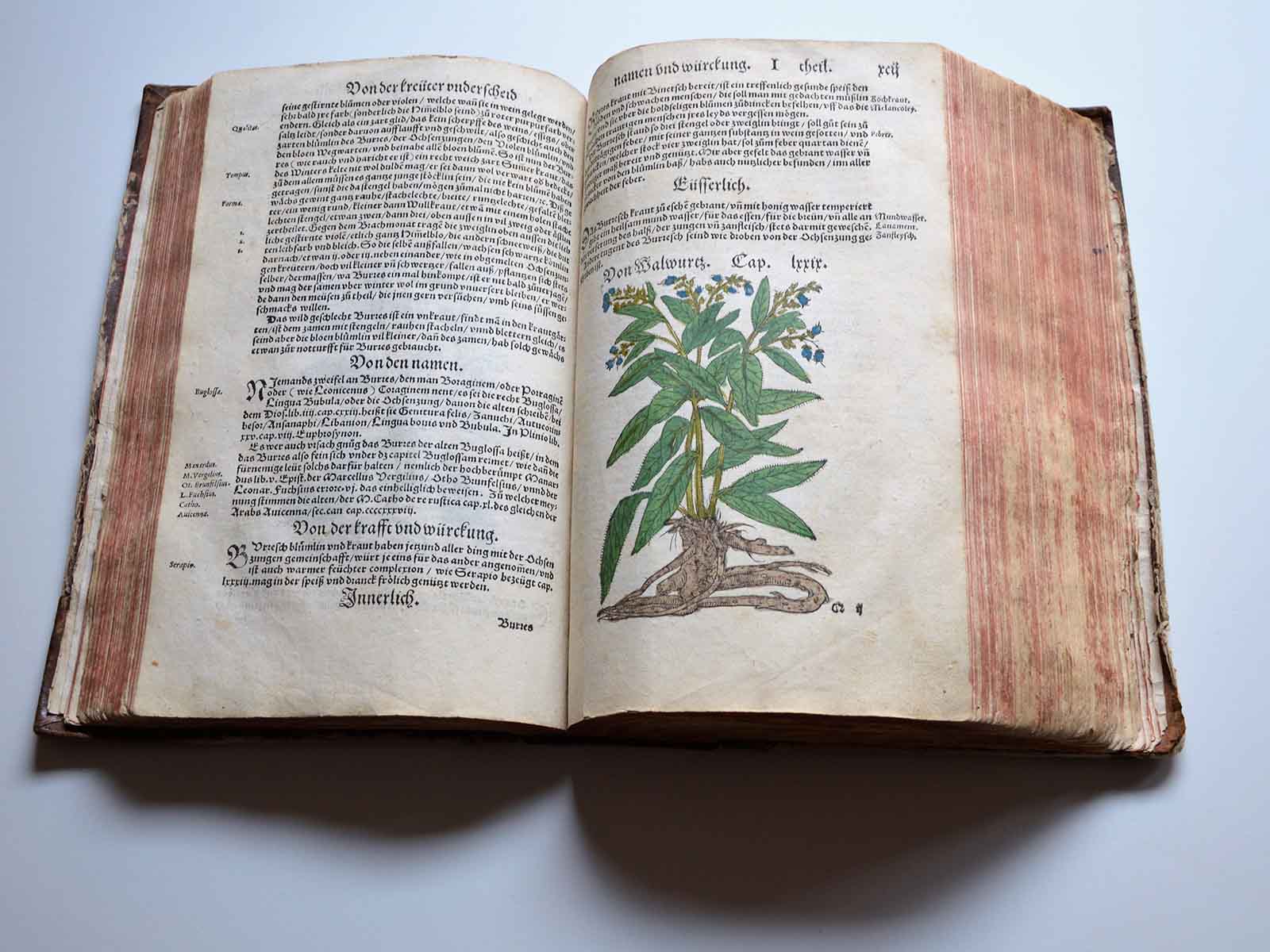 Das Kräuterbuch, das in der Apotheke Stadelhofen im Regal steht, ist über 500 Jahre alt und eines der ersten nach Erfindung des Buchdrucks.