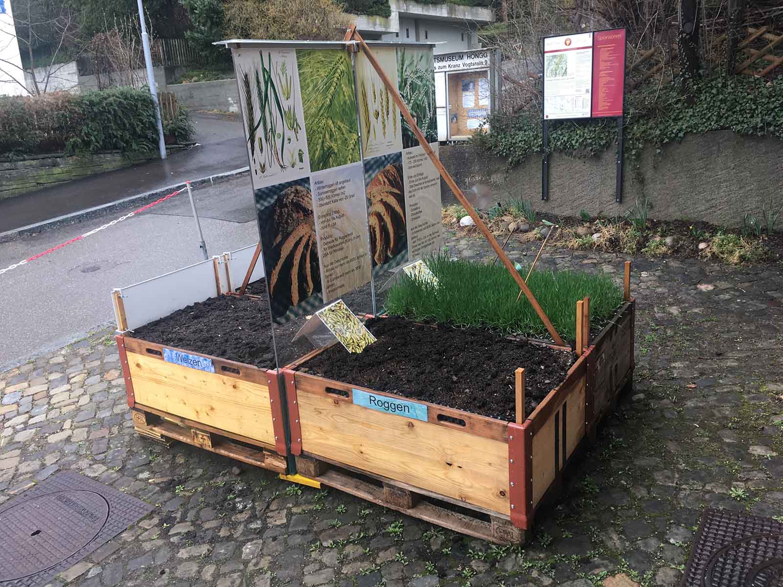 Das Hochbeet der Ausstellung «Das Brot der Höngger» mit den Getreidesorten Weizen, Roggen, Dinkel und Gerste.