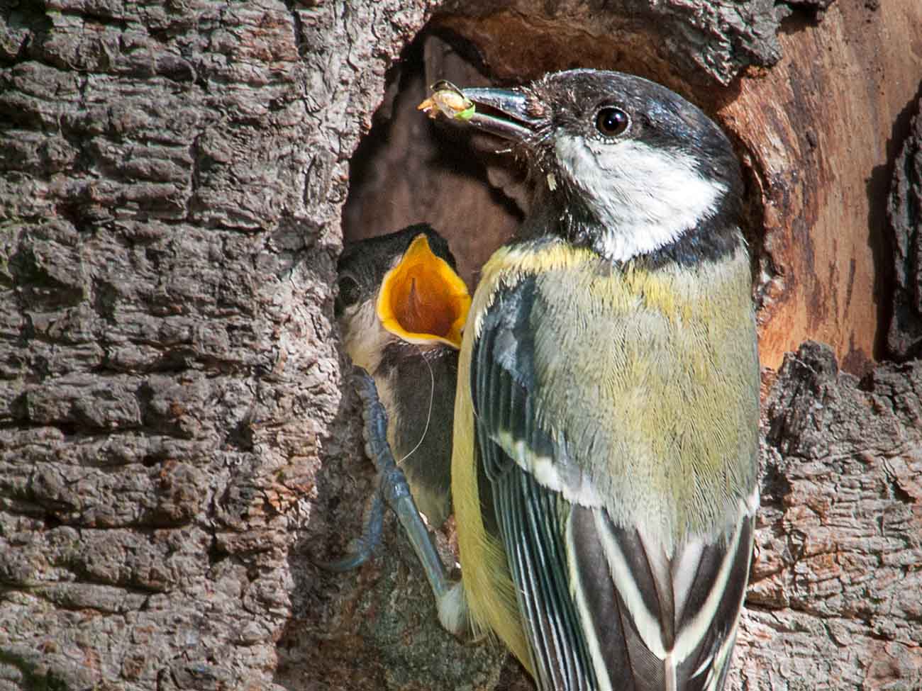 Kohlmeisen können zwölf Jahre alt werden. Die 18 Tage im Nest sind nicht einmal ein halbes Prozent ihres Lebens.