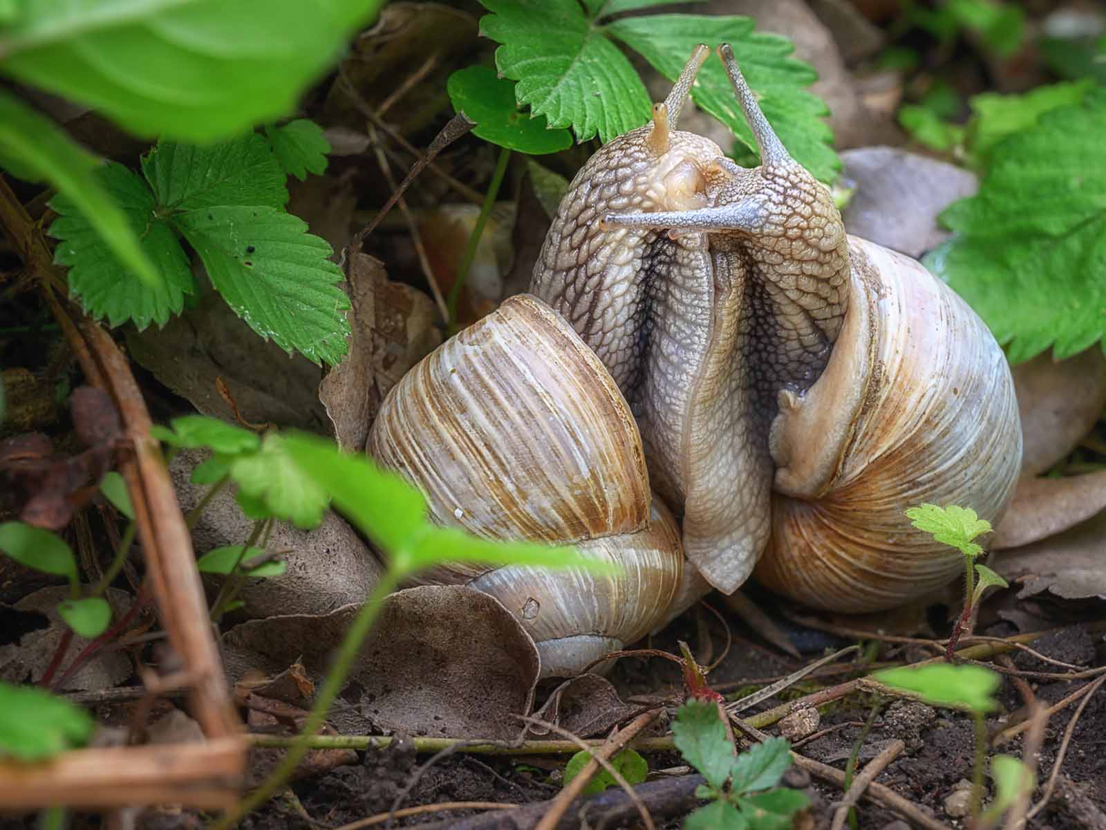 Es ist Paarungswetter für die Weinbergschnecken.