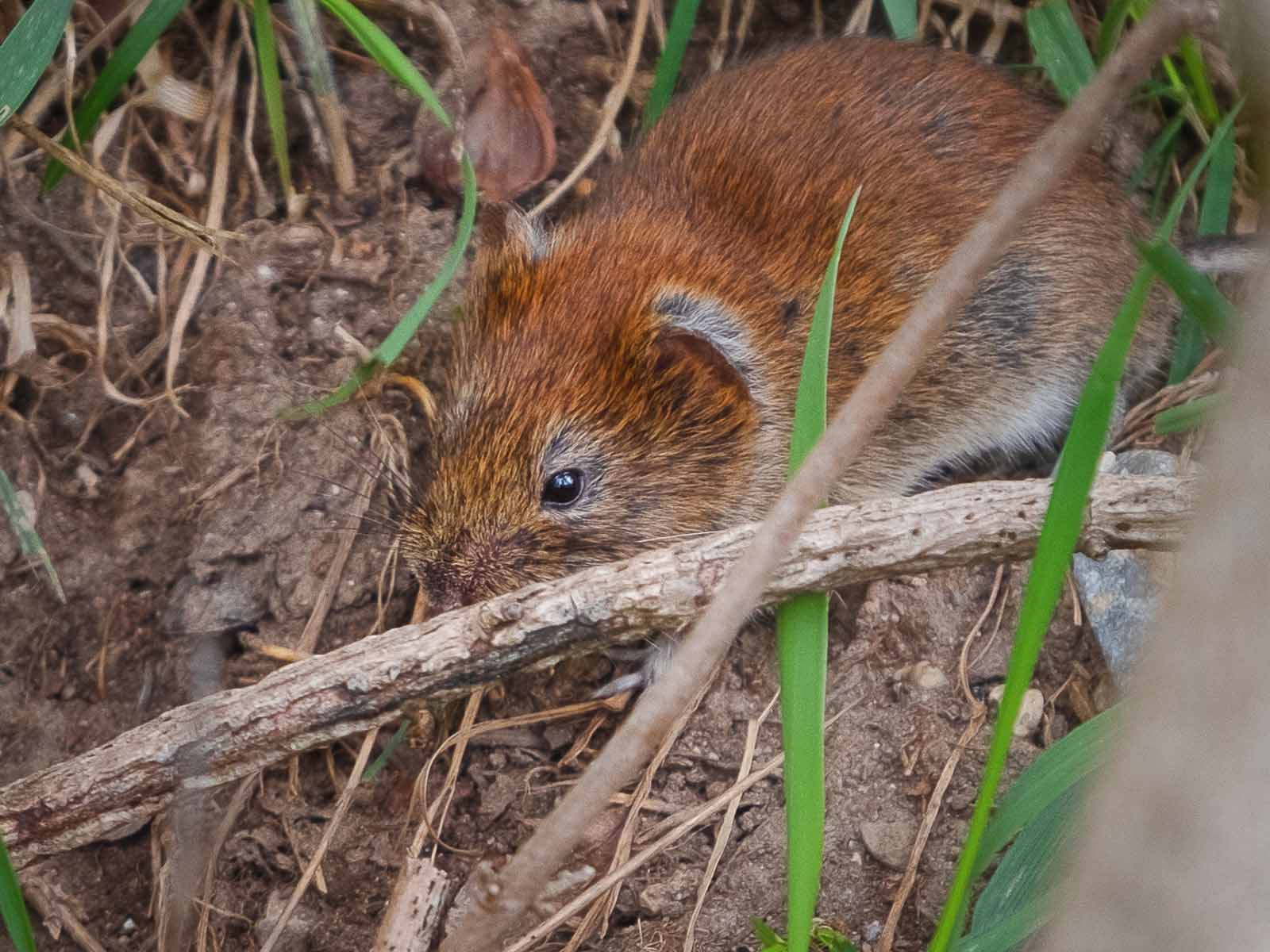 In der dichten Bodenvegetation verlaufen die Pfade der Rötelmaus oberirdisch.