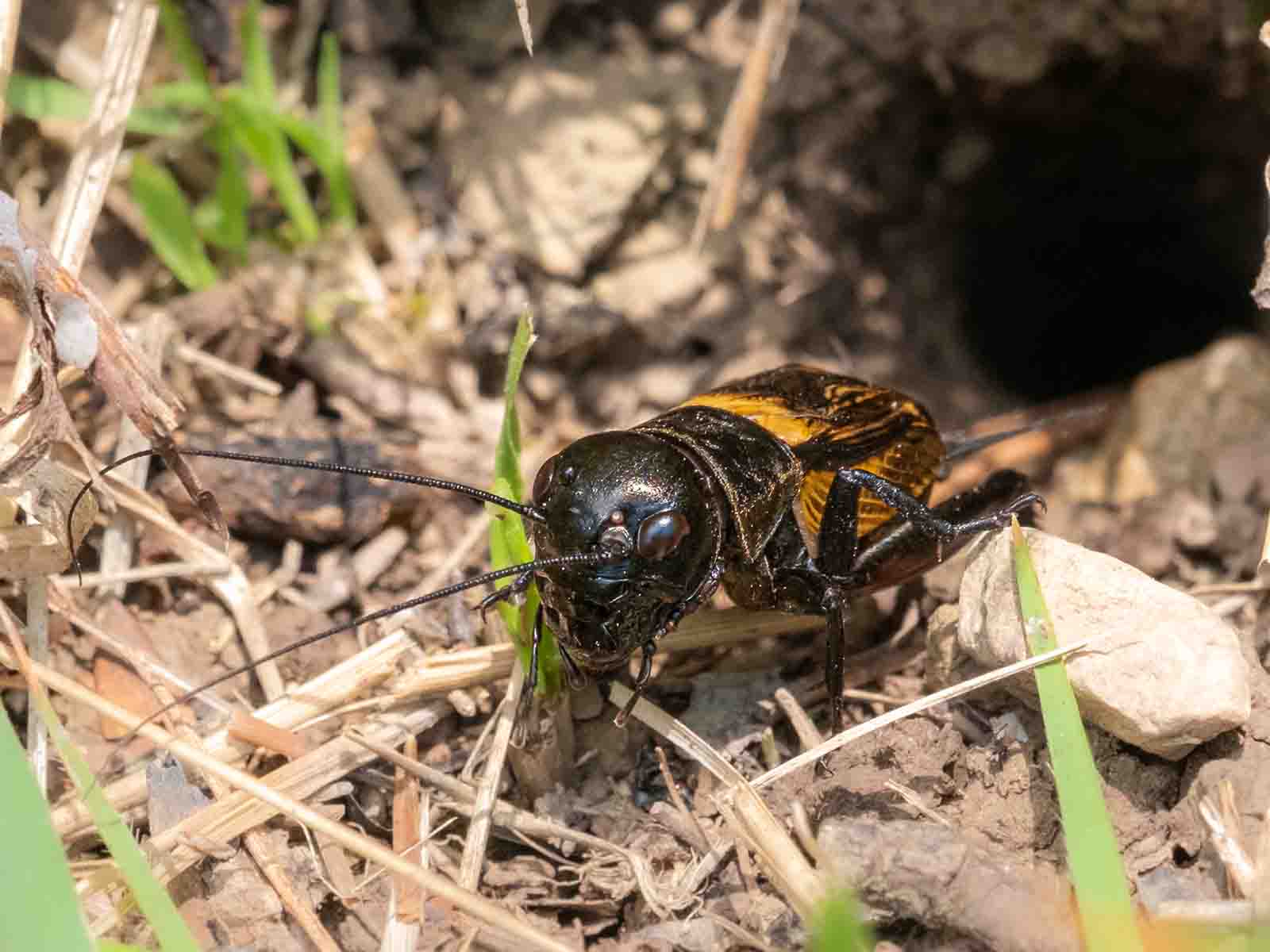 Gryllus campestris gehört zu den Langfühlerschrecken.