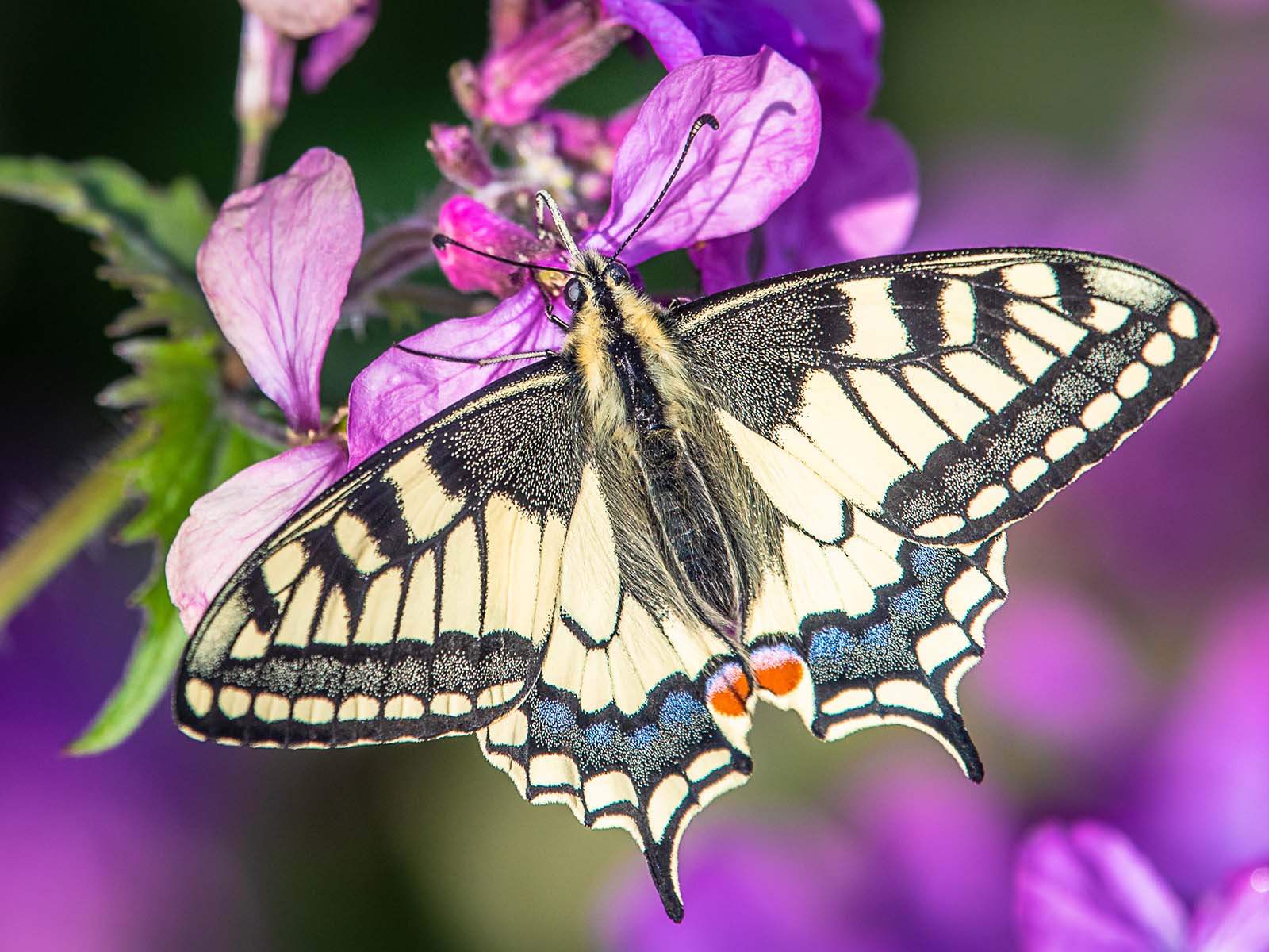 Papilio machaon beim Nektarsaugen.