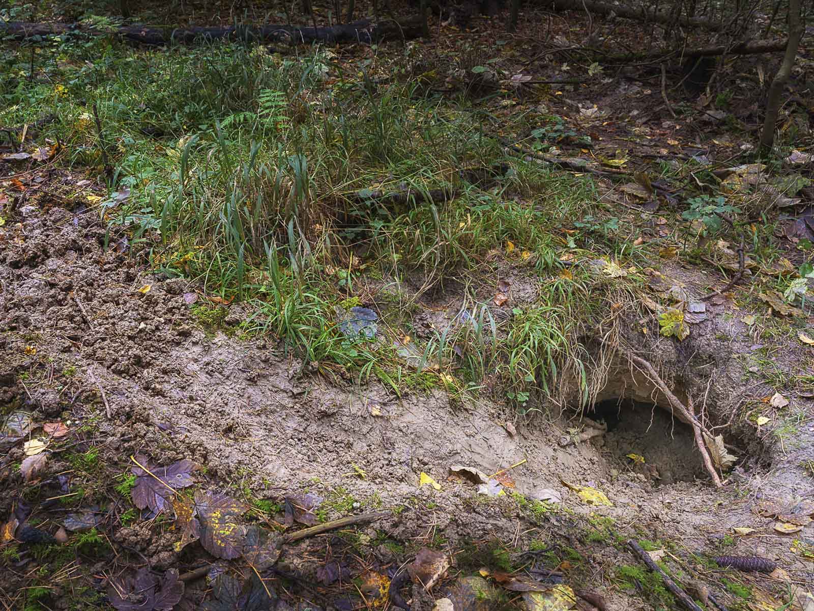 Hönggerwald: Die Rinne zeugt von reger Grabtätigkeit.