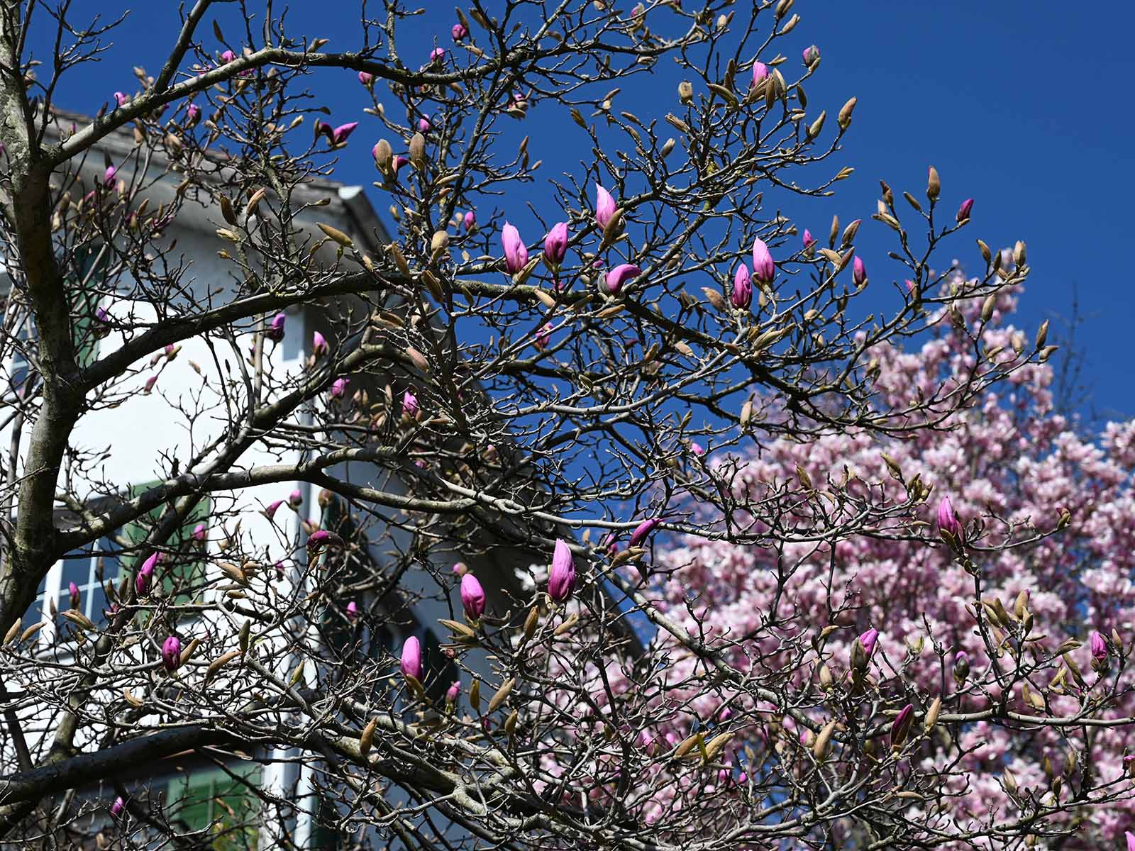 Es fällt schwer, im Frühling zu Hause zu bleiben. Tun Sie es dennoch.