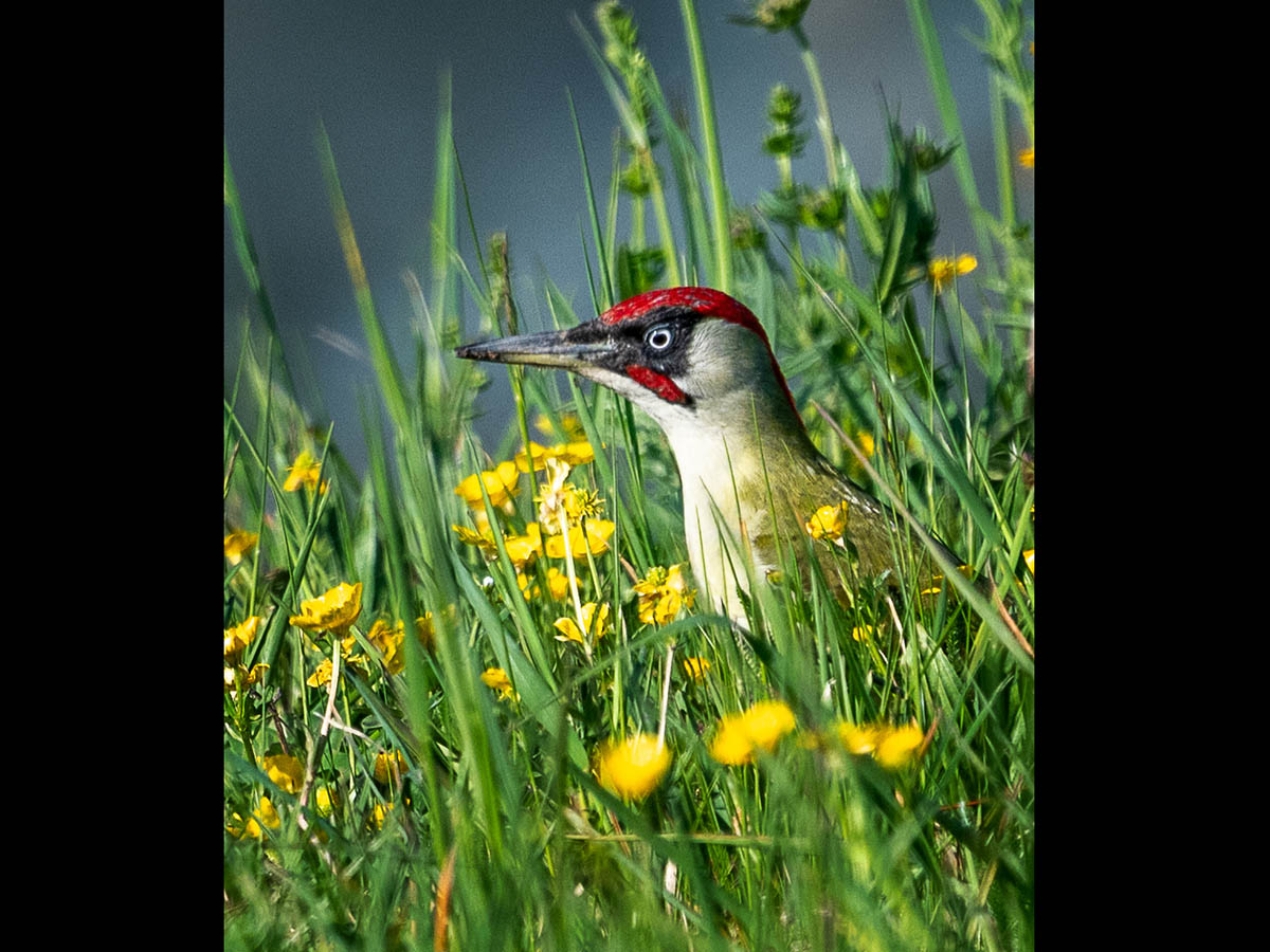Ein Grünspecht-Männchen, rot mit schwarzem Wangenstreif.