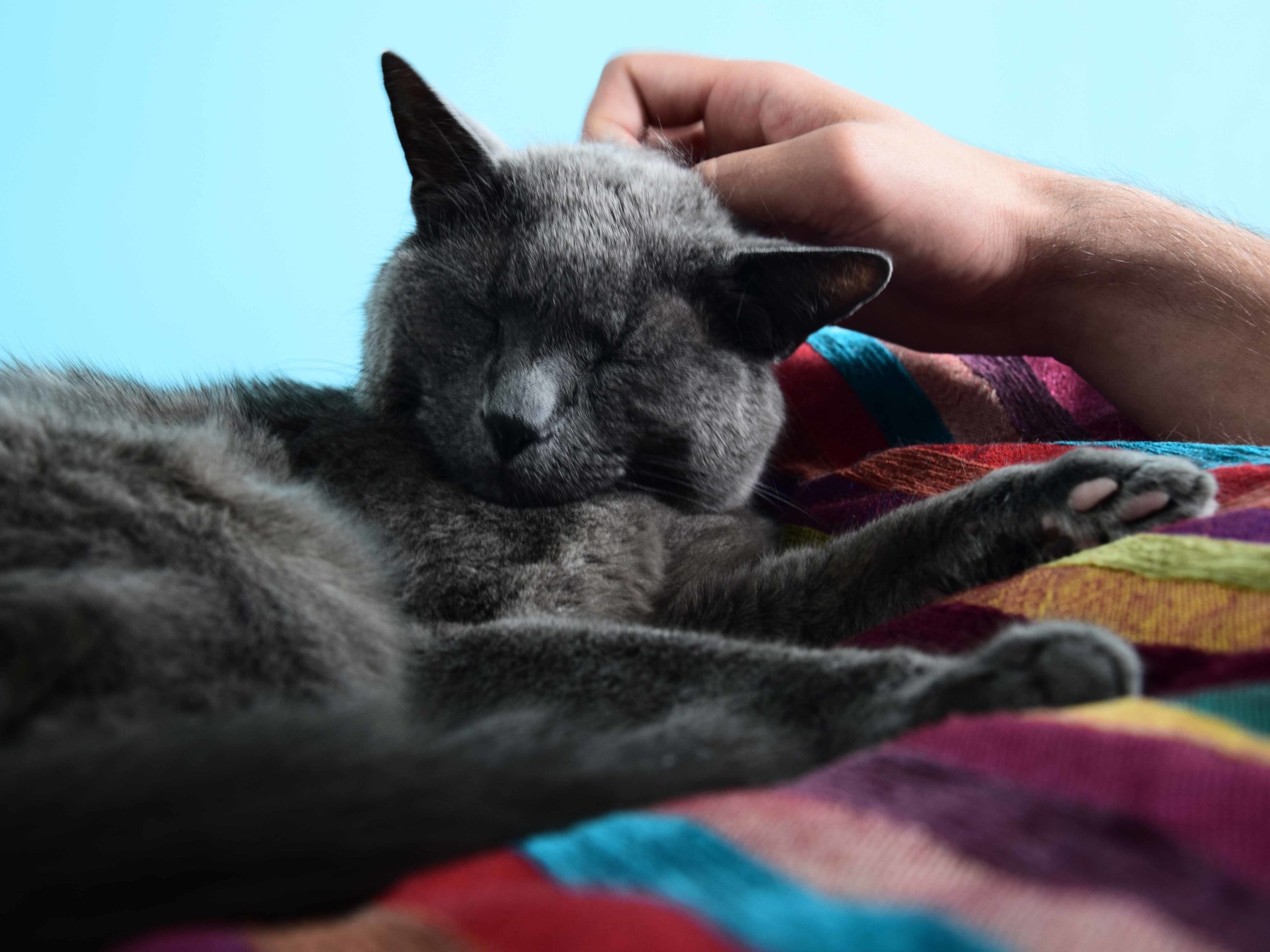 Die Nähe zu einem Tier hilft gegen Einsamkeit. Auch das Fell der Tiere spielt dabei eine wichtige Rolle.