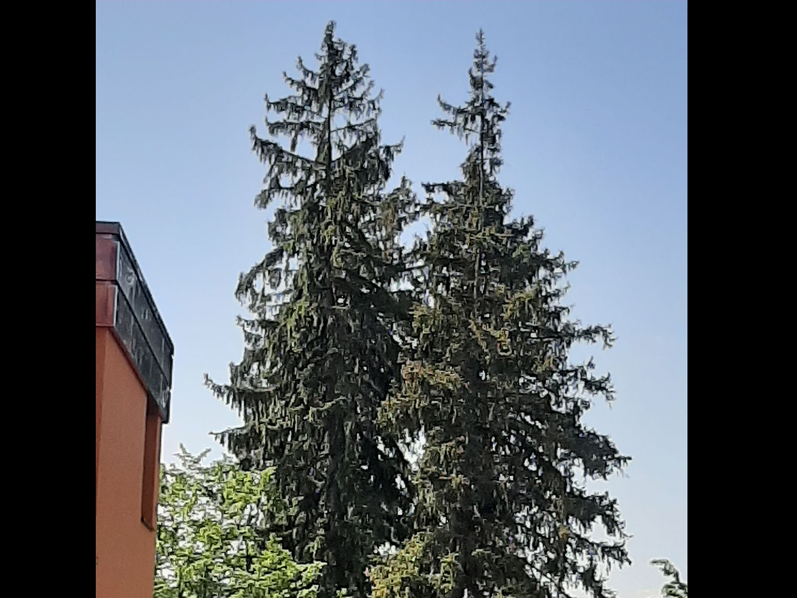 Vier Fichten, je zwei hintereinander, an der Limmattalstrasse in Höngg.