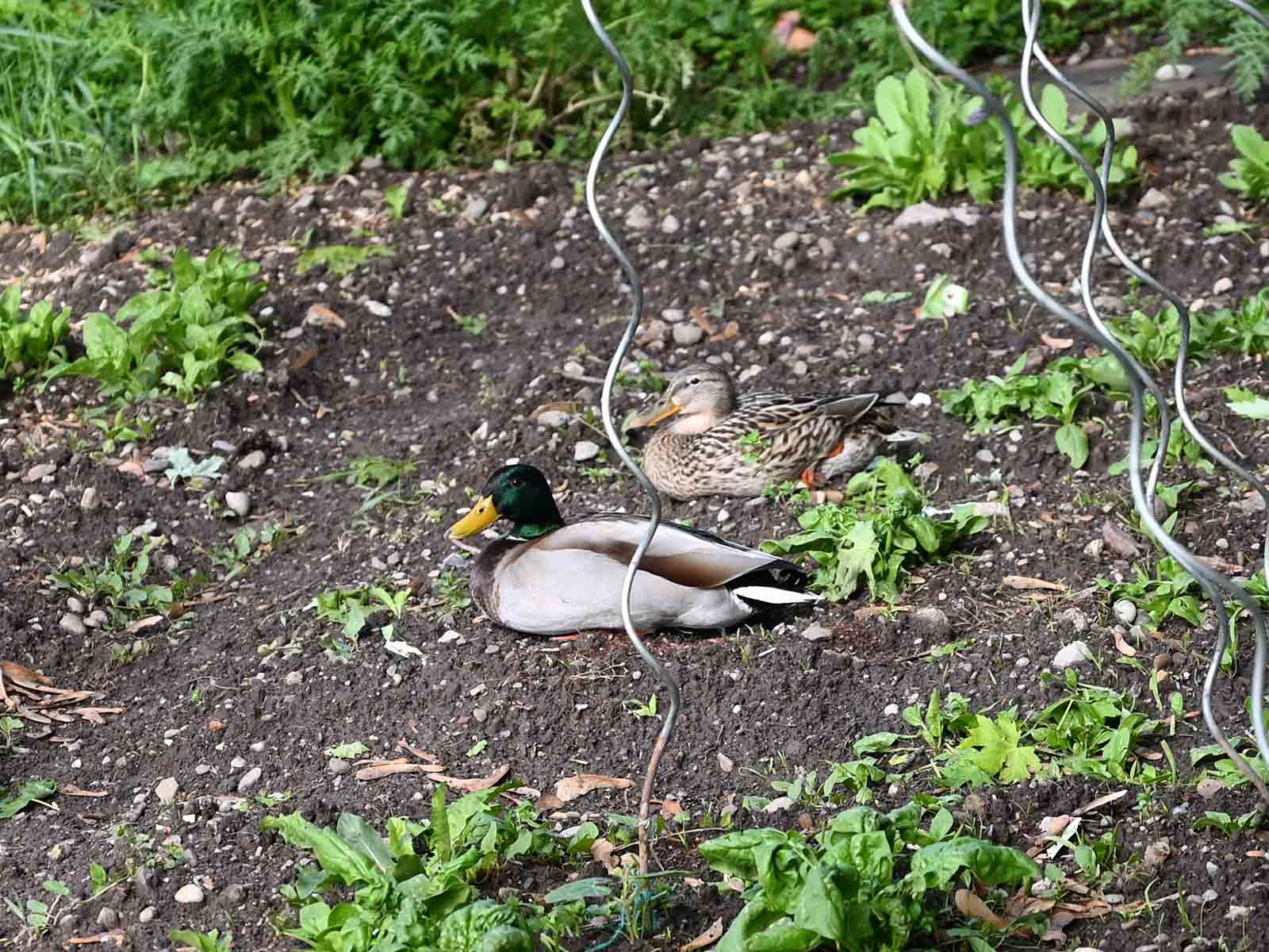 Statt Kinder besucht ein Entenpaar den Schülergarten Pünten.