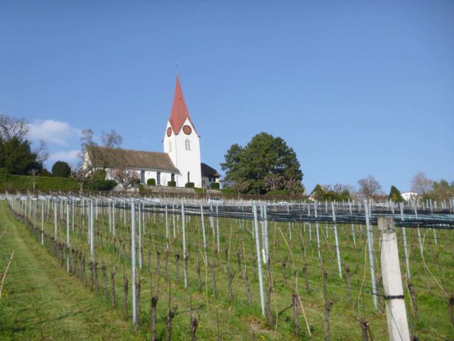 Der grösste Weinberg in Höngg liegt unterhalb der reformierten Kirche und umfasst rund 13 Hektar.