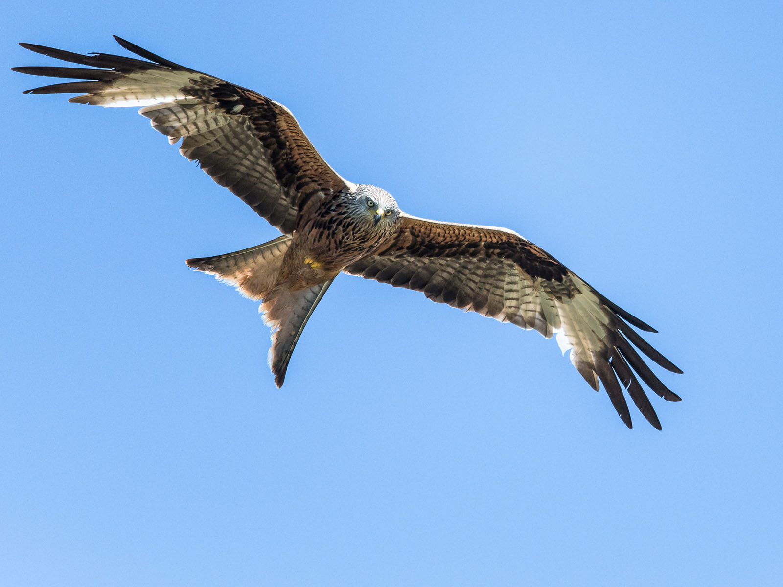Scannt im Suchflug Wiesen ab.