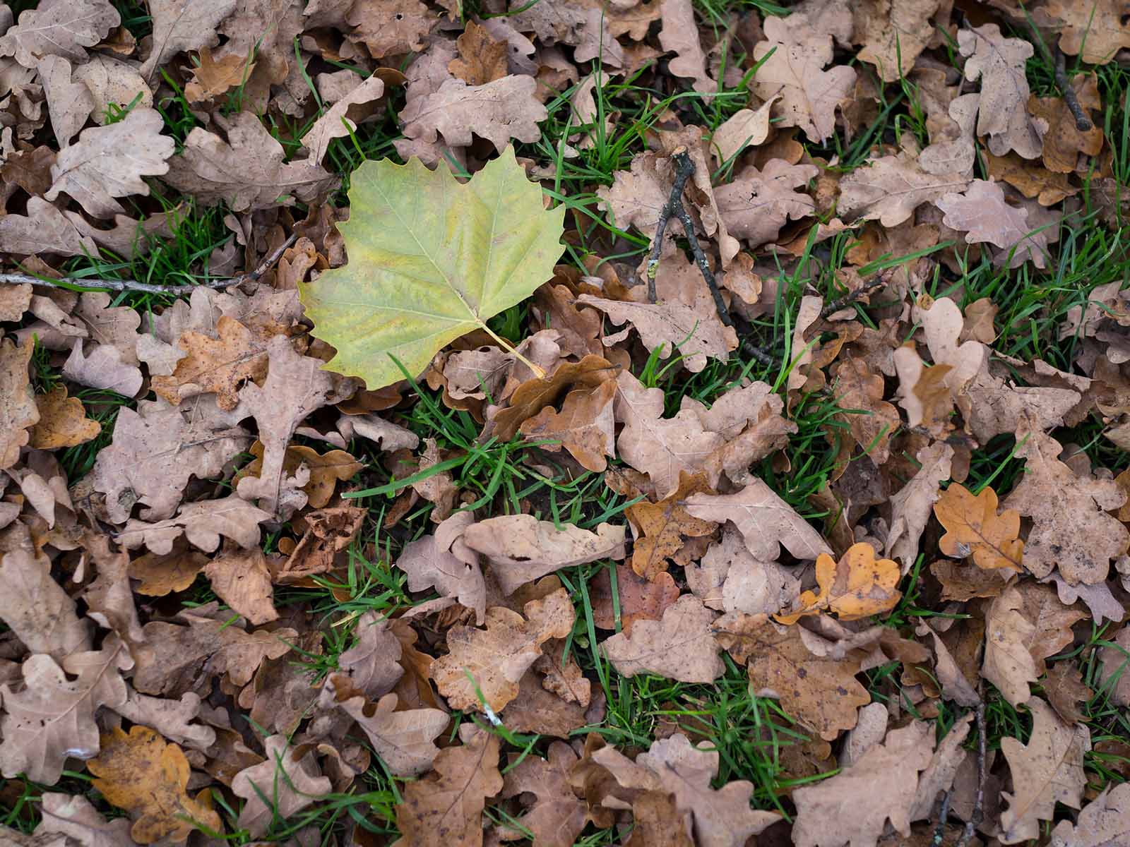 Auf dem Naturspaziergang dreht sich diesmal alles ums Herbstlaub.