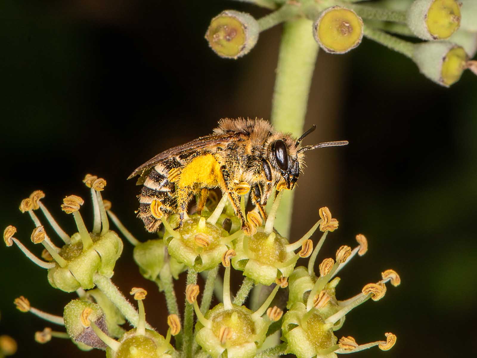 Genüsslich beisst die Efeu-Seidenbiene Staubbeutel auf und sammelt den Pollen in den gelben Höschen.