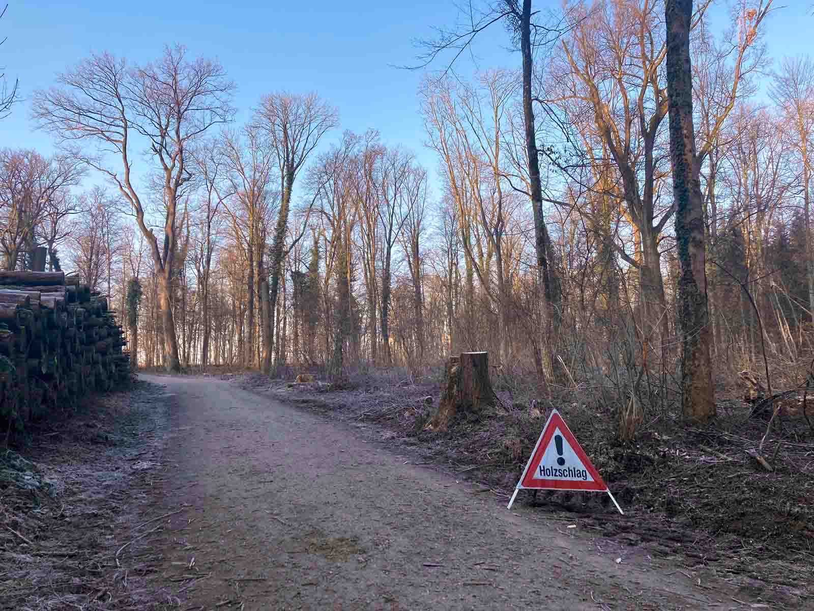 An verschiedenen Orten auf dem Hönggerberg, hier beim Mittelwald, wurde geholzt.