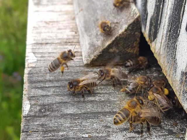 Jetzt fliegen sie wieder: Bienen bringen Nektar und Pollen nach Hause.