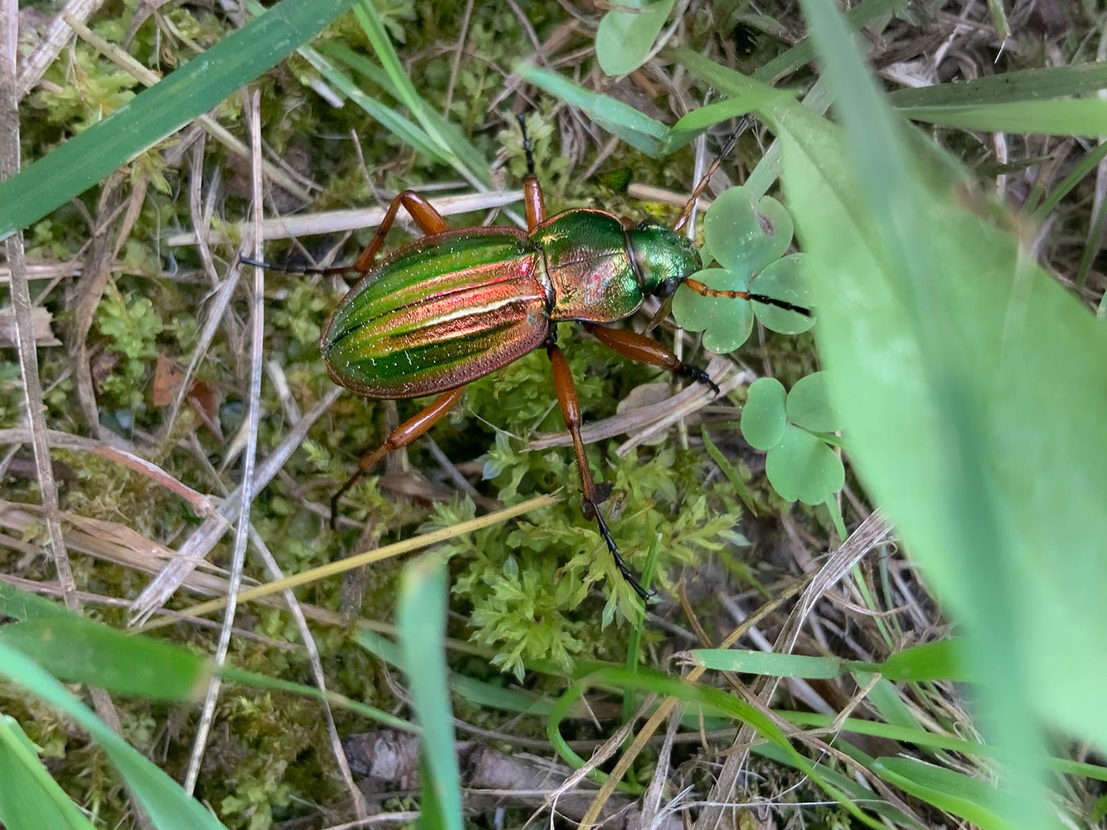 Goldlaufkäfer sind gerne tagsüber unterwegs.
