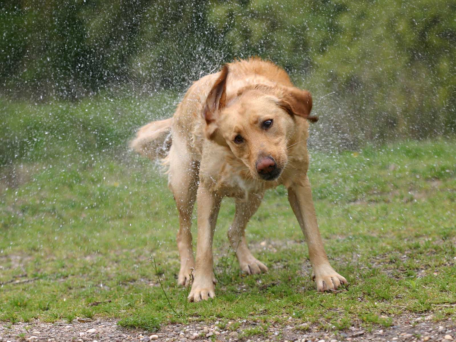 Hundstage mal anders: Dieser Sommer garantiert viel Spass mit nassen Vierbeinern und Kindern.