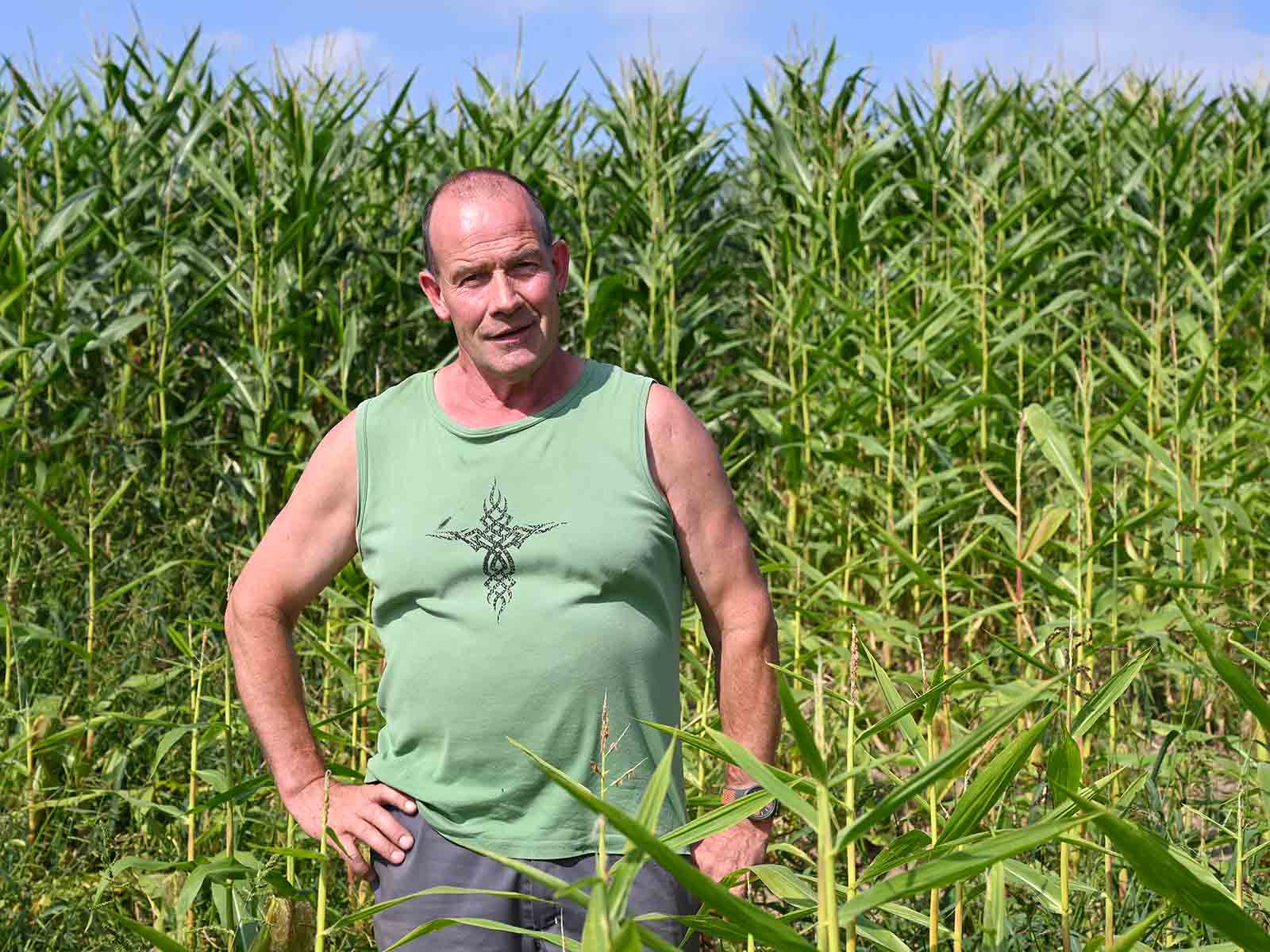 "Das Ausmass des Schadens wird erst bei der Ernte sichtbar". Markus Willi-Bosshard vor seinem Maisfeld.