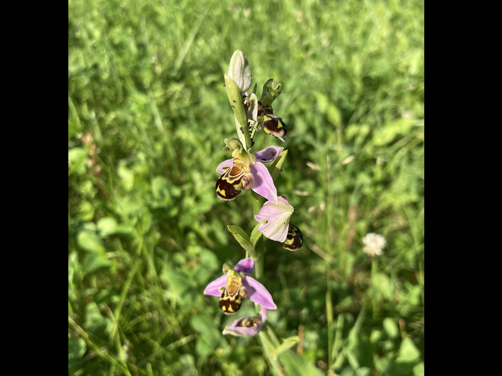 Seltene Orchideenarten wie diese sollen nach dem Wunsch des Natur- und Vogelschutzvereins in Höngg demnächst wieder vermehrt wachsen.