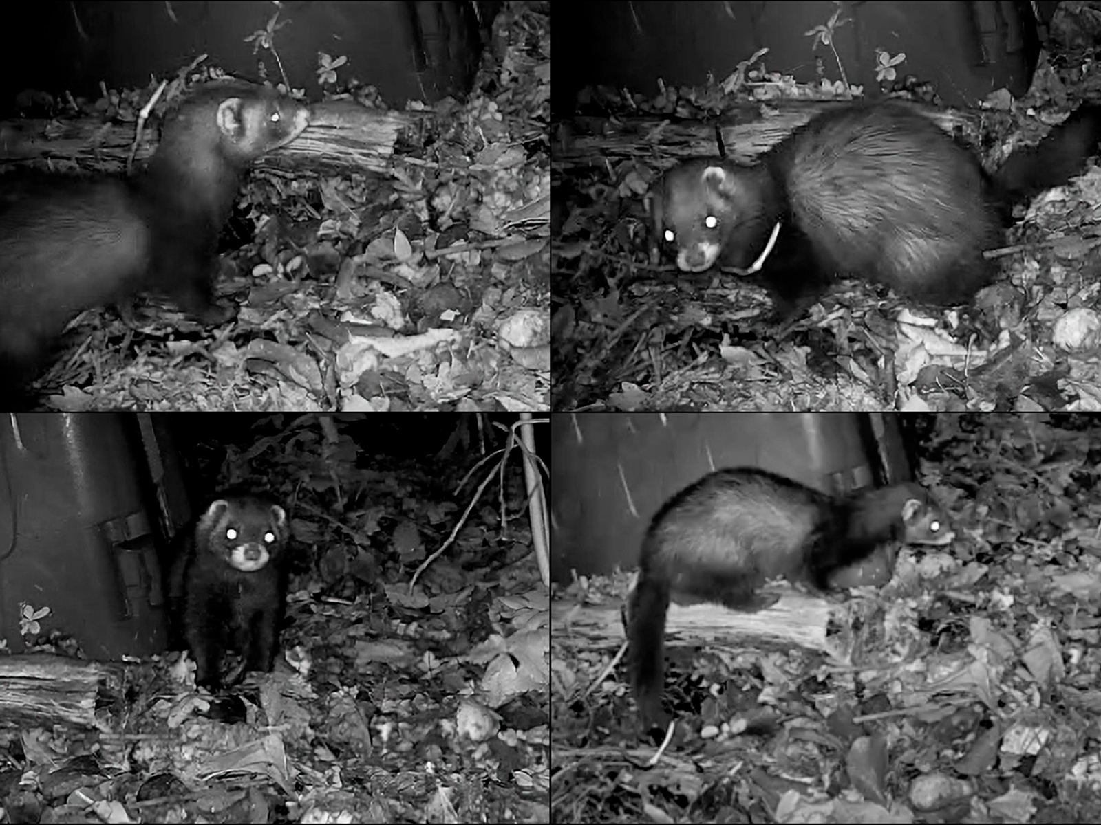 Iltis-Nachweis dank Wildtierkamera.