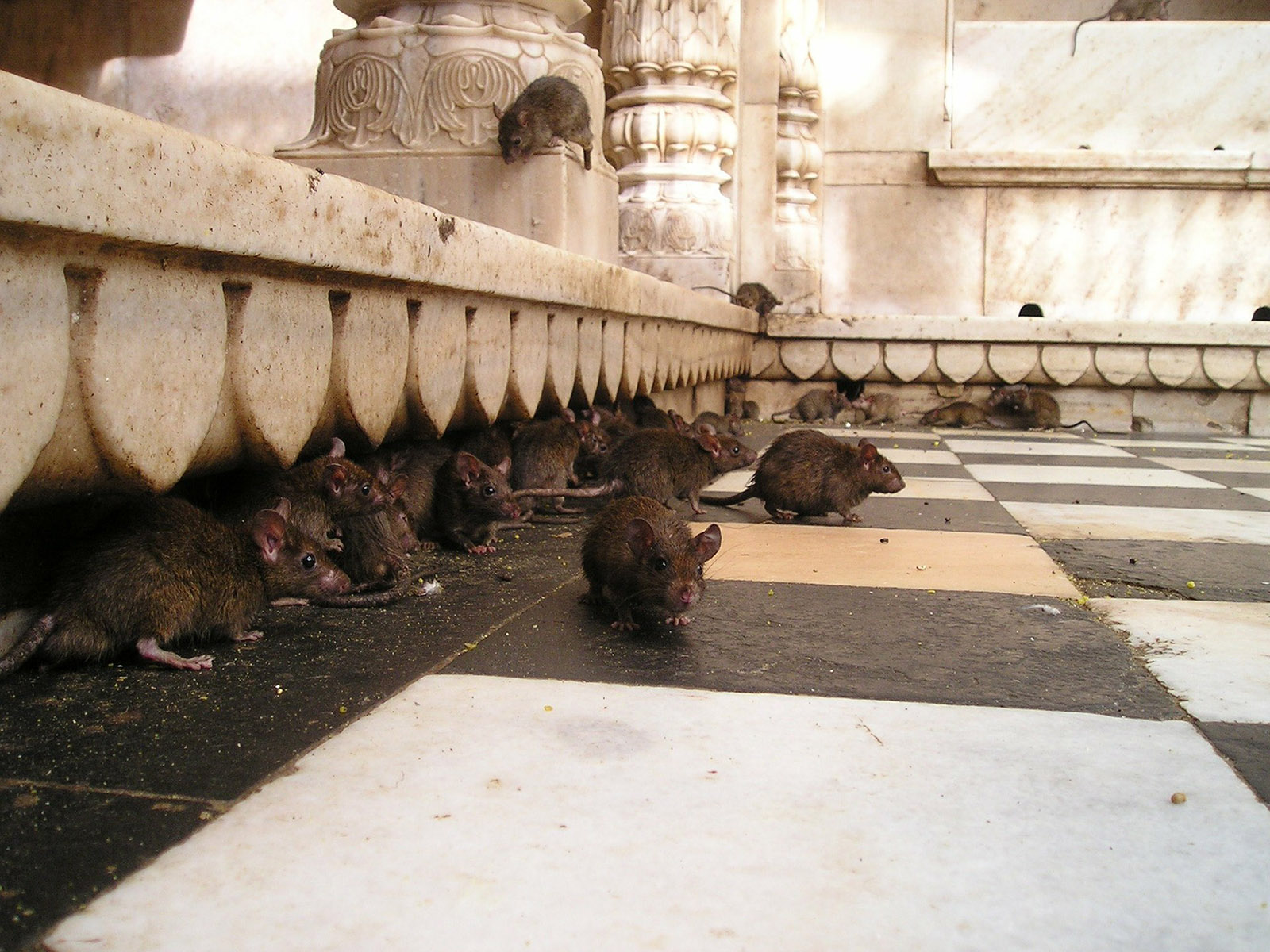 Erstmals Ratten in Höngg gesichtet.