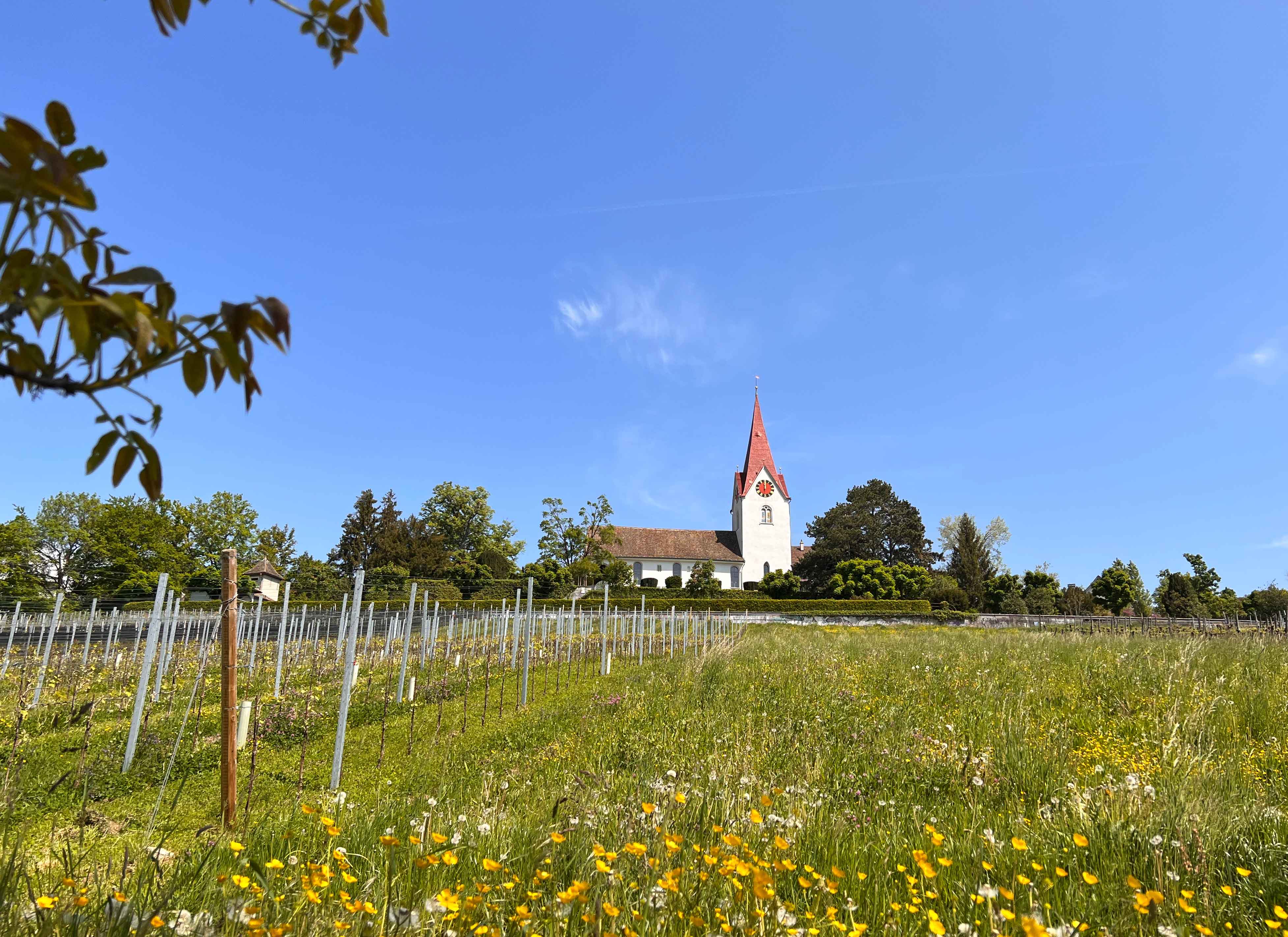 Verlosung: Weintour Höngg
